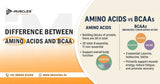 Difference Between Amino Acids and BCAA